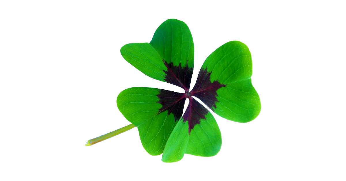 四つ葉のクローバーが教えてくれたこと